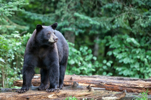 Va. black bear population steadily on the rise