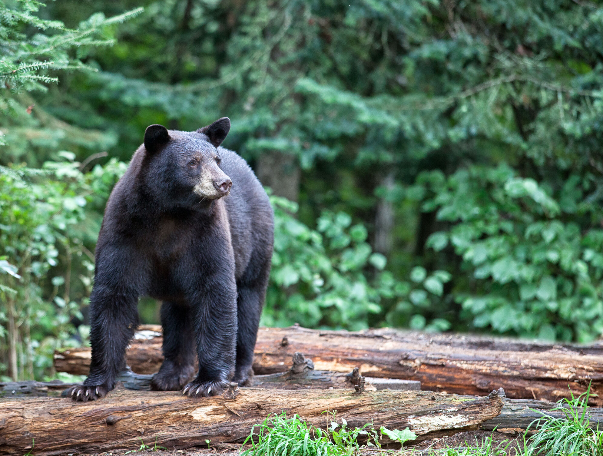 Va. Black Bear Population Steadily On The Rise - Wtop News