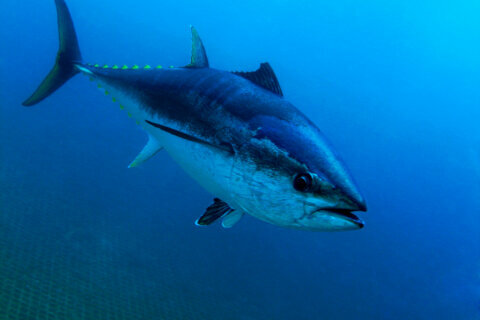 Virginia man catches 9 1/2 foot bluefin tuna off N.C. coast