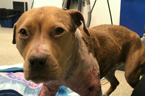 Wounded dog rescued after chewing through abandoned crate in DC