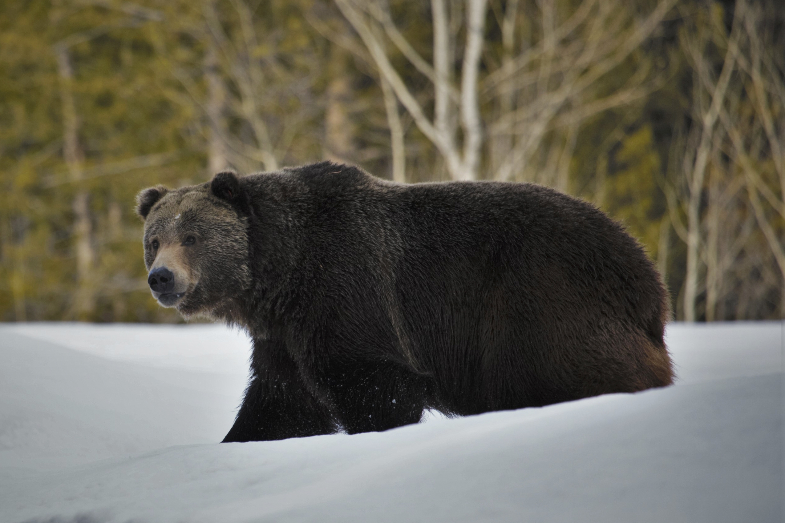 gund grizzly bear