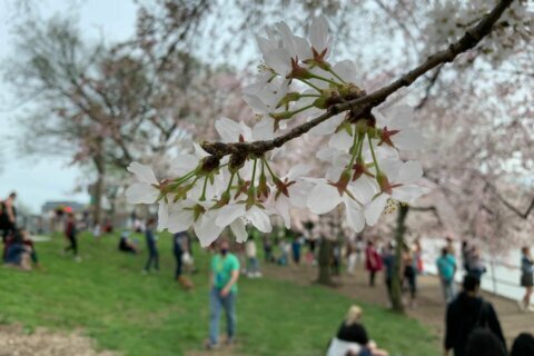NPS promotes Cherry Blossoms reaching Stage 5 — puffy white — but cautions crowding