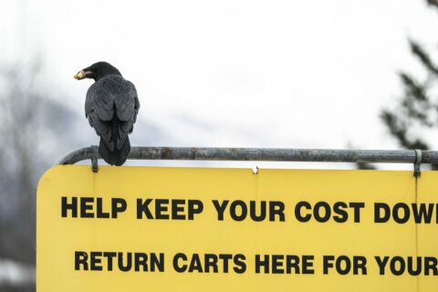 Some Alaska Costco shoppers say ravens steal their groceries