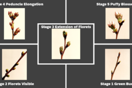 The first five of six stages of cherry blossom season, from bud to near-bloom, are seen. (Courtesy NPS)