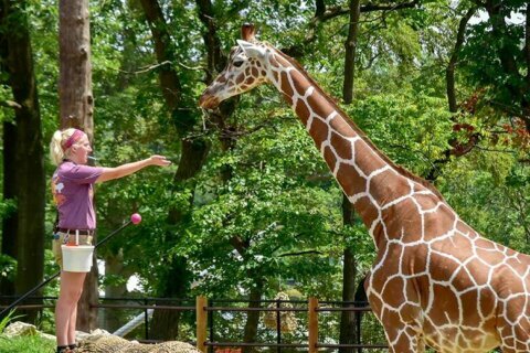 Baltimore Zoo mourns loss of prized giraffe