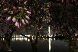 Cherry blossoms around the National Mall have reached Stage 5, according to the National Park Service. (Courtesy NPS)