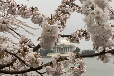 Cherry blossoms reach peak bloom around the Tidal Basin, but storms threaten petals