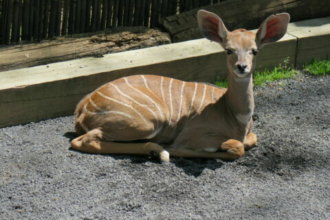 Smithsonian National Zoo welcomes lesser kudu calf born at zoo