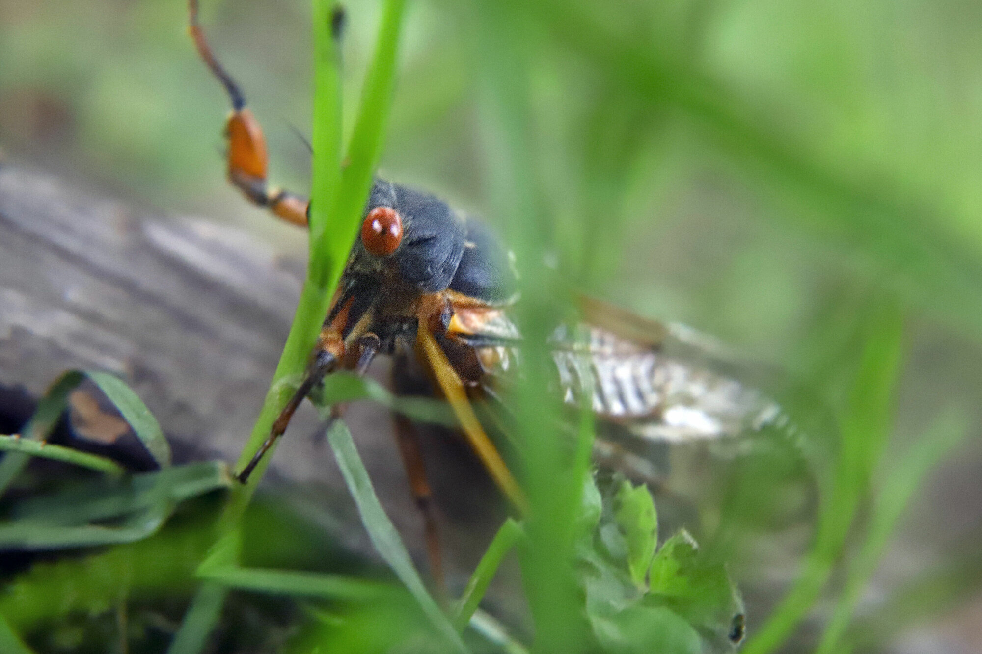 How Cicadas Disrupt The Food Web, Even Years Later