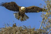 Efforts underway to save bald eagle struck on Baltimore highway