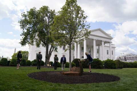Jill Biden plants tree as White House readies for family cat