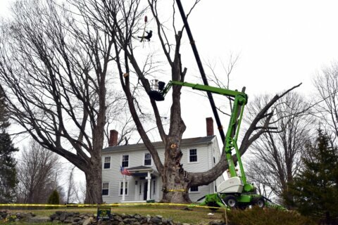 One of country’s largest sugar maples removed for safety