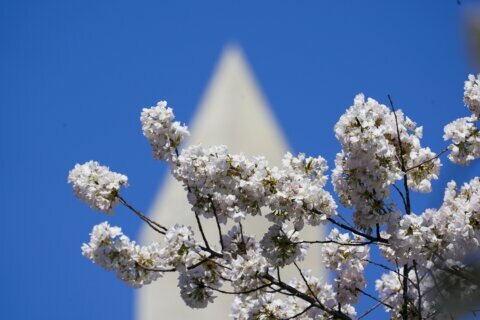 Cherry Blossom Festival’s ‘Bloom Cam’ returns