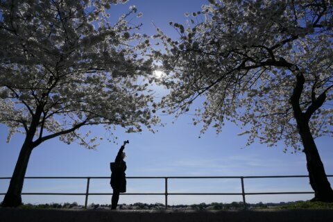 It’s cherry blossom season, but DC isn’t ready to open up
