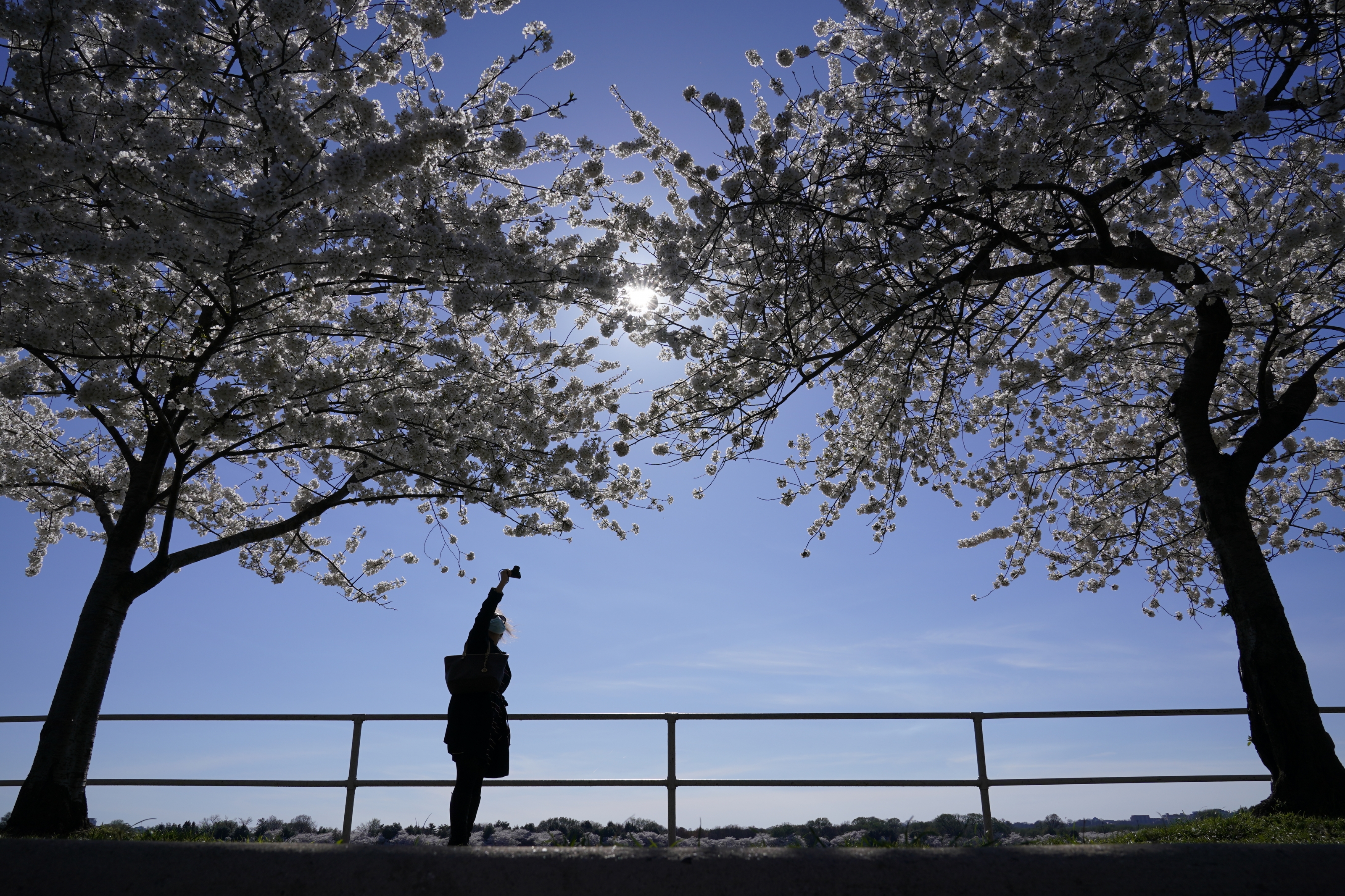 Cherry Blossom Festival marks DC's pandemic comeback - WTOP News