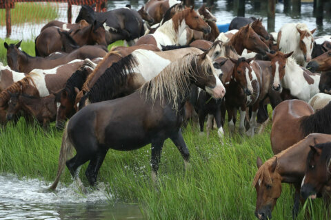 No wild pony swim at Chincoteague this summer