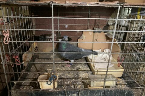 17 pigeons rescued from ‘deplorable’ conditions in Northeast DC home