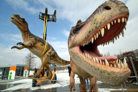 Study: 2.5 billion T. rex roamed Earth, but not all at once