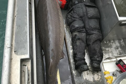 Hold on! 240-pound fish, age 100, caught in Detroit River