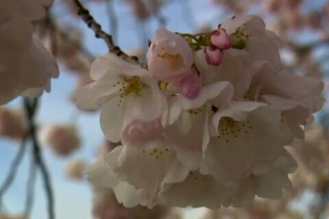 Cherry blossom season had earliest peak in 1,200 years