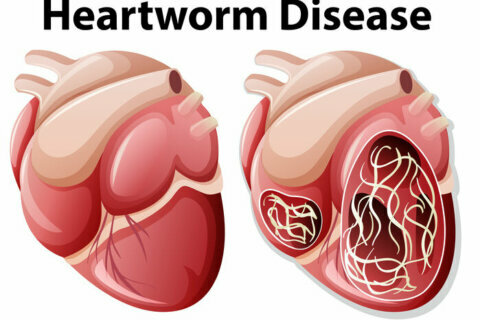 Heartworm disease in pets