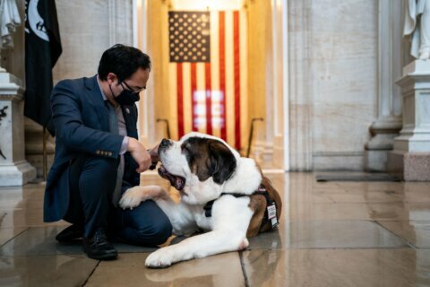 Comfort dogs find bipartisan support on Capitol Hill