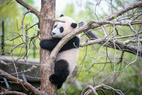 National Zoo pandas to celebrate International Family Equality Day on Sunday