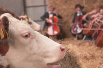 Why these cows are getting a cello concert