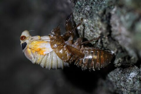 Warm temps will bring ‘cicada tsunami’ this week, expert says