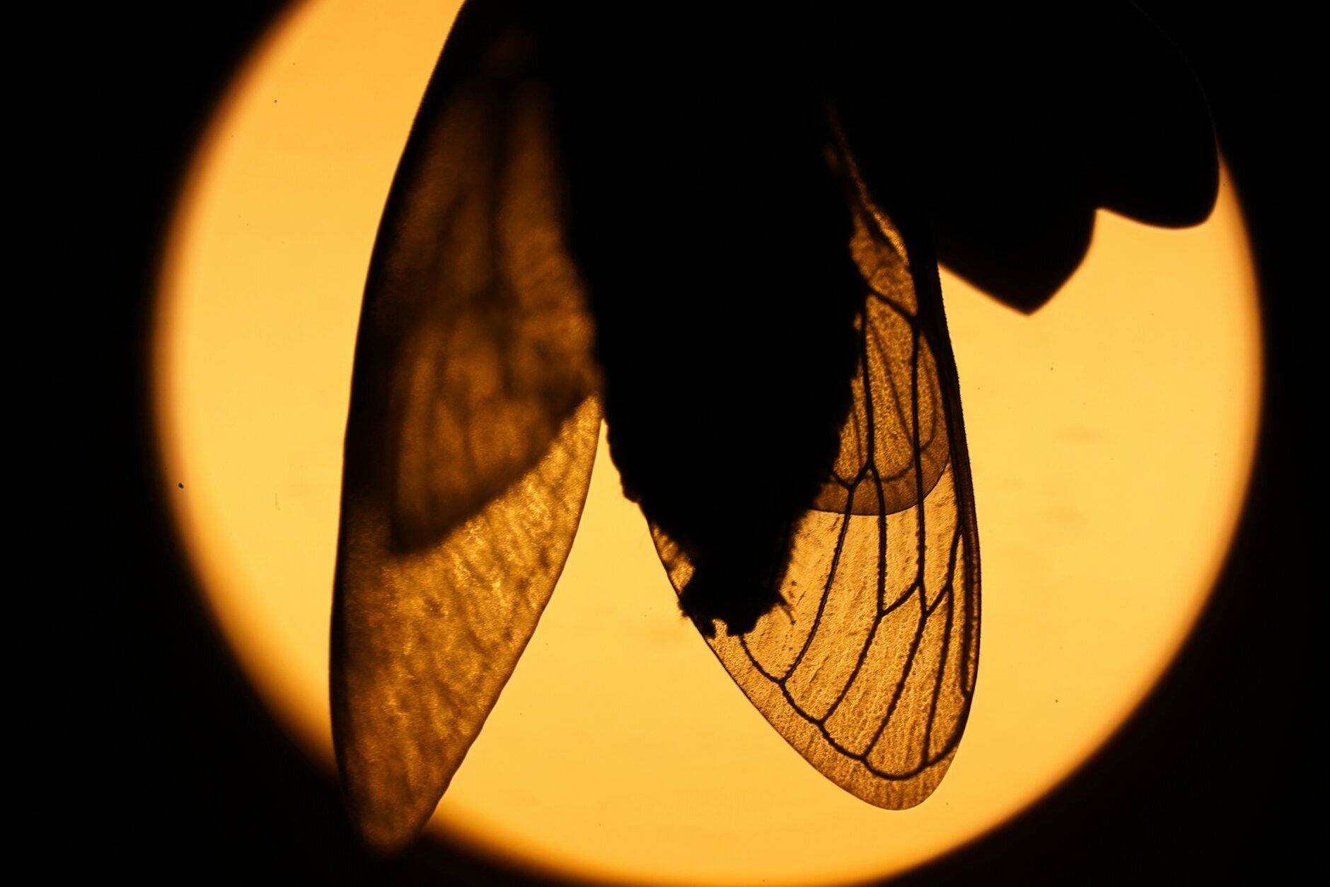 The wings of an adult cicada are silhouetted by a distant street light in Chevy Chase, Md., Thursday, May 13, 2021. (AP Photo/Carolyn Kaster)