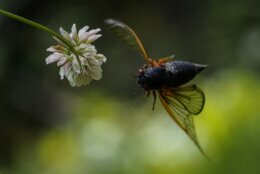 An adult cicada flies from a clover flower in Washington, Wednesday, May 12, 2021. (AP Photo/Carolyn Kaster)