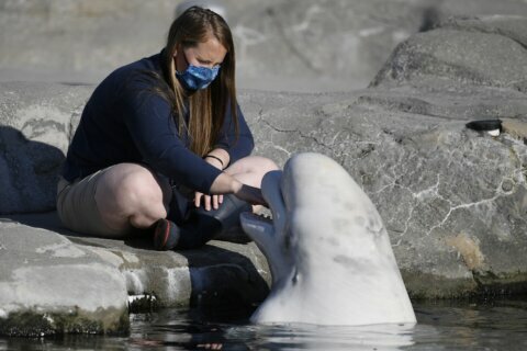 Belugas finally arrive at Mystic Aquarium after legal battle