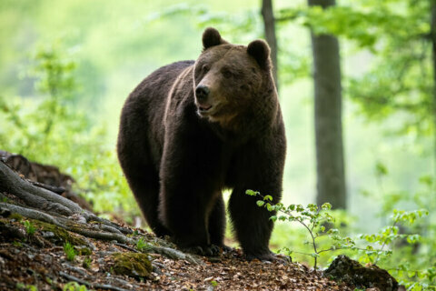 Expert gives advice after bear sightings in Potomac