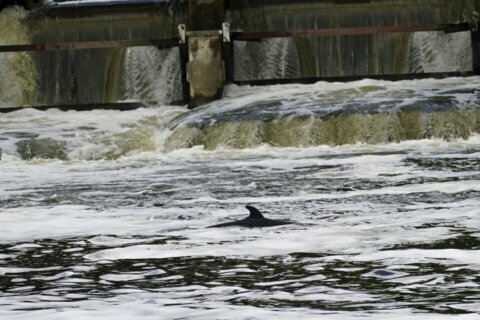 Hopes fade for minke whale stuck in River Thames near London