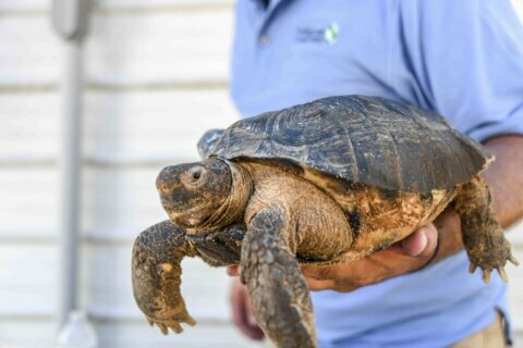 Tortoise movers sue for $500,000, say Florida moved too fast