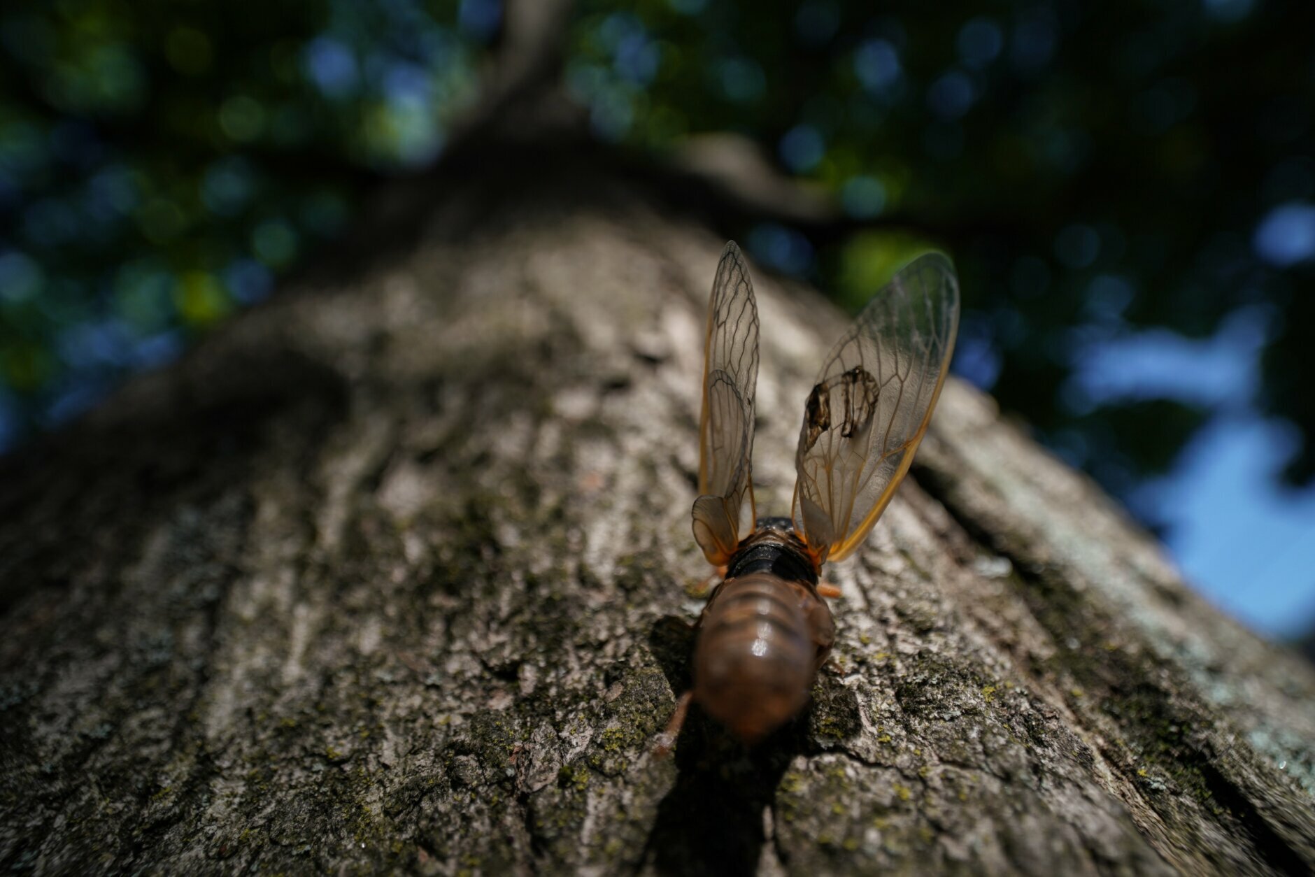 A cicada that failed to completely shed its nymph shell spreads its wings on a the base of a tree in Chevy Chase, Md., Monday, May 10, 2021. (AP Photo/Carolyn Kaster)