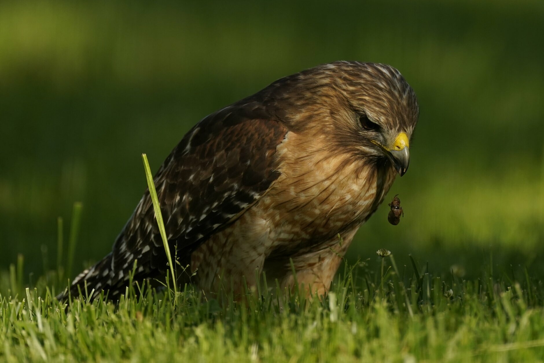 A red-shouldered hawk drops a squirming cicada nymph as it feeds in a lawn, Monday, May 17, 2021, in Columbia, Md. (AP Photo/Carolyn Kaster)
