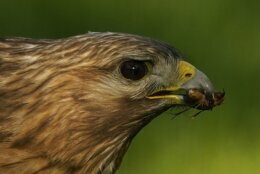 A red-shouldered hawk holds a cicada nymph in its beak as it feeds in a lawn, Monday, May 17, 2021, in Columbia, Md. (AP Photo/Carolyn Kaster)