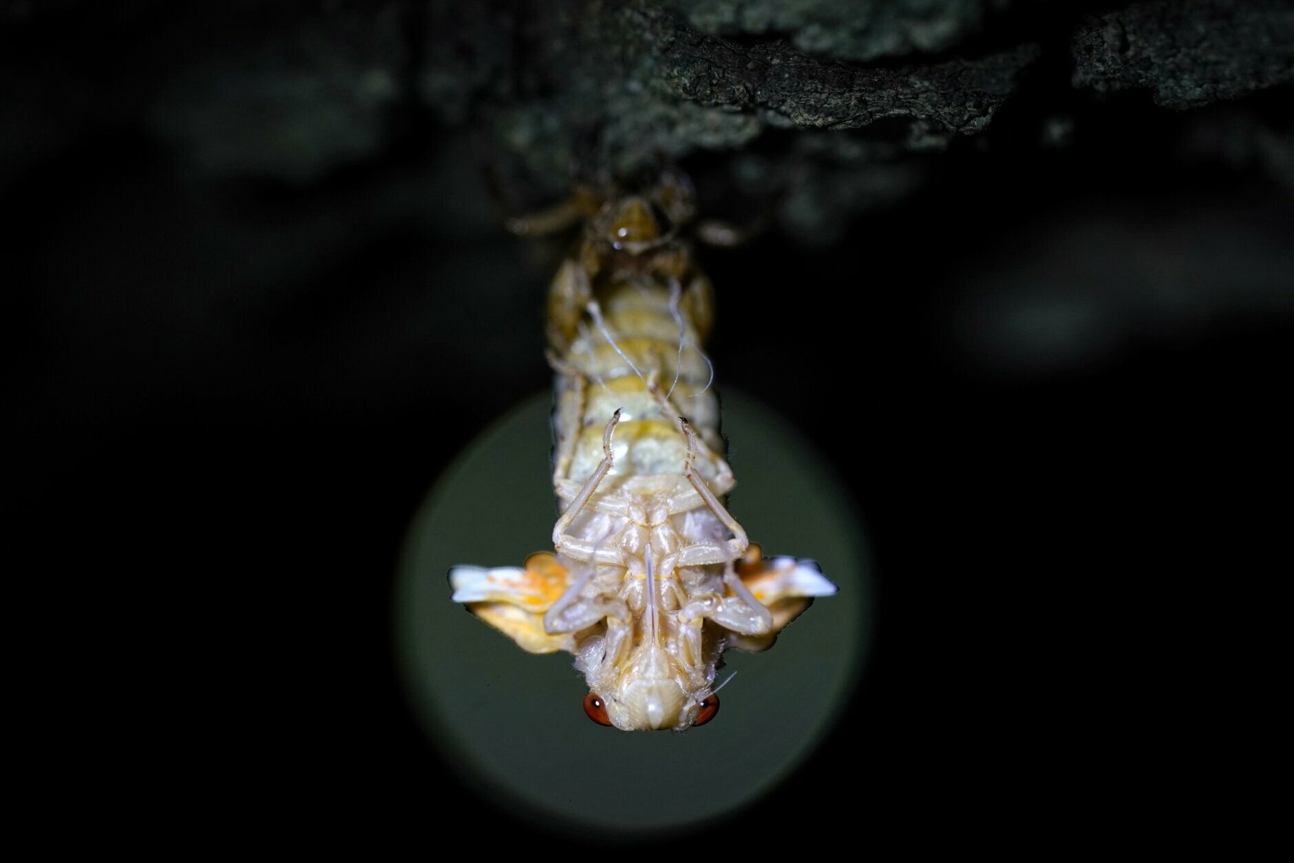 A cicada hangs just after shedding its nymph shell as a street light shines behind in the distance in Chevy Chase, Md., Monday, May 10, 2021. (AP Photo/Carolyn Kaster)