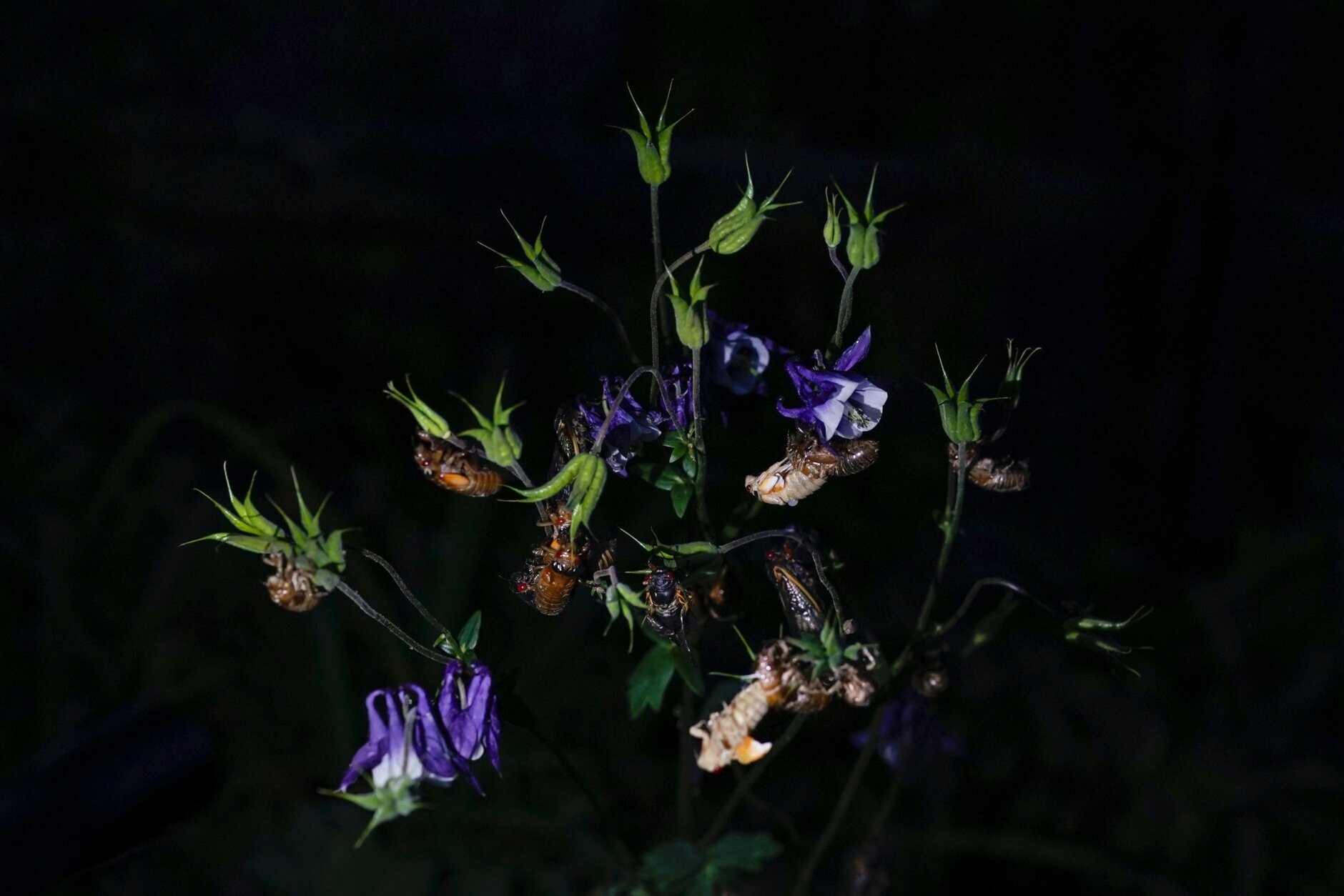 Cicadas, adults and nymphs shedding their shells cling to a flowering plant in a Columbia, Md., garden, Monday, May 17, 2021. (AP Photo/Carolyn Kaster)