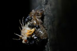 Black carpenter ants devour a cicada as it tries to shed its nymph shell in Chevy Chase, Md., Thursday, May 13, 2021. (AP Photo/Carolyn Kaster)