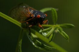 An adult cicada moves along in Washington, Wednesday, May 12, 2021. (AP Photo/Carolyn Kaster)
