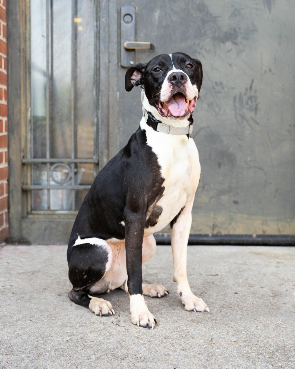 <p><strong>Dutchess</strong> was a bit wary of new people when she came to HRA.</p>
<p>But she worked hard with the behavior and training team to build up her confidence, and she is now thriving in her new home.</p>
