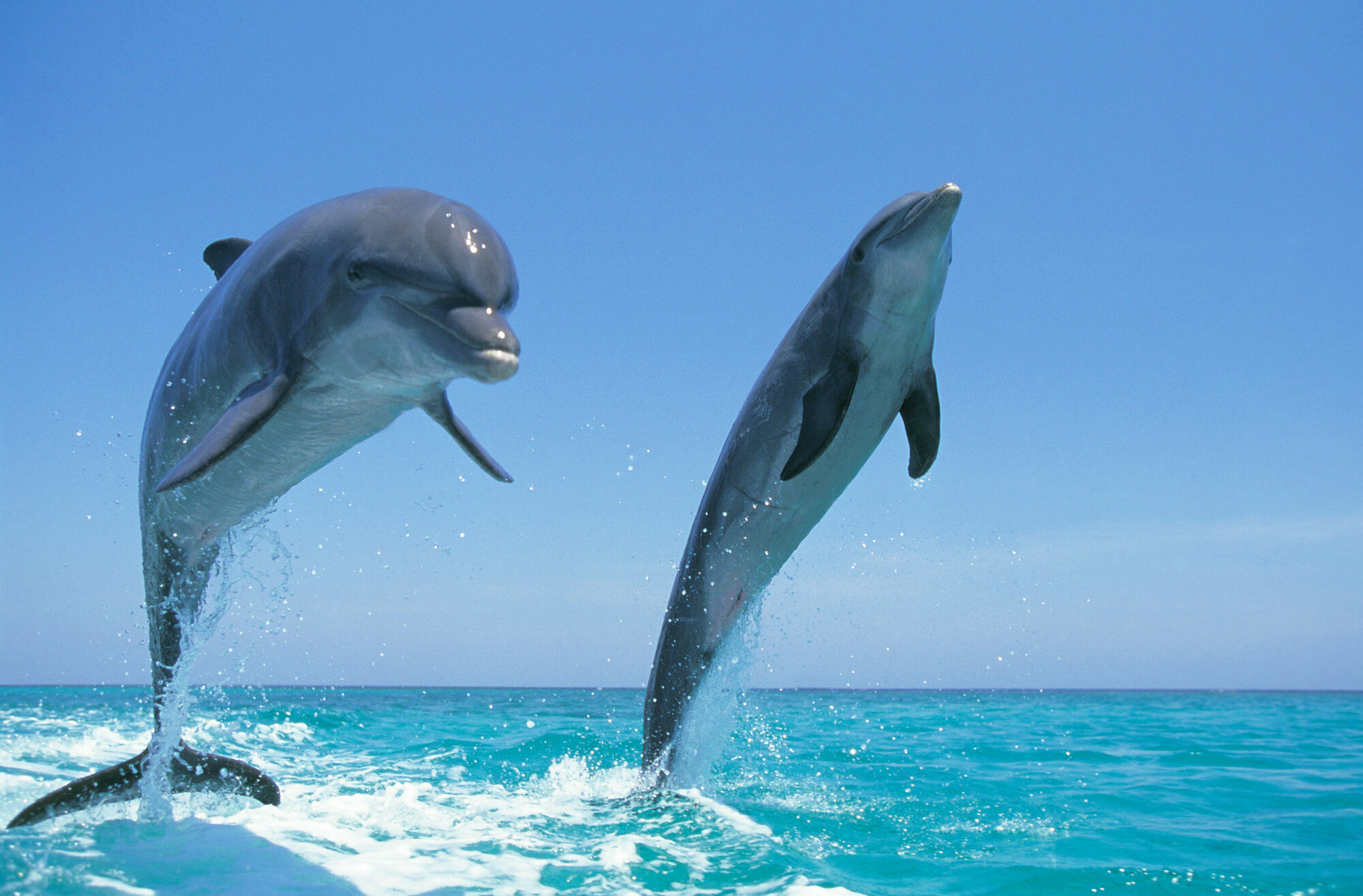 Have an affinity for dolphins? Help researchers study them in the ...