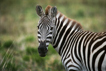 Seeing stripes: Dazzle of zebras spotted in Prince George’s Co.