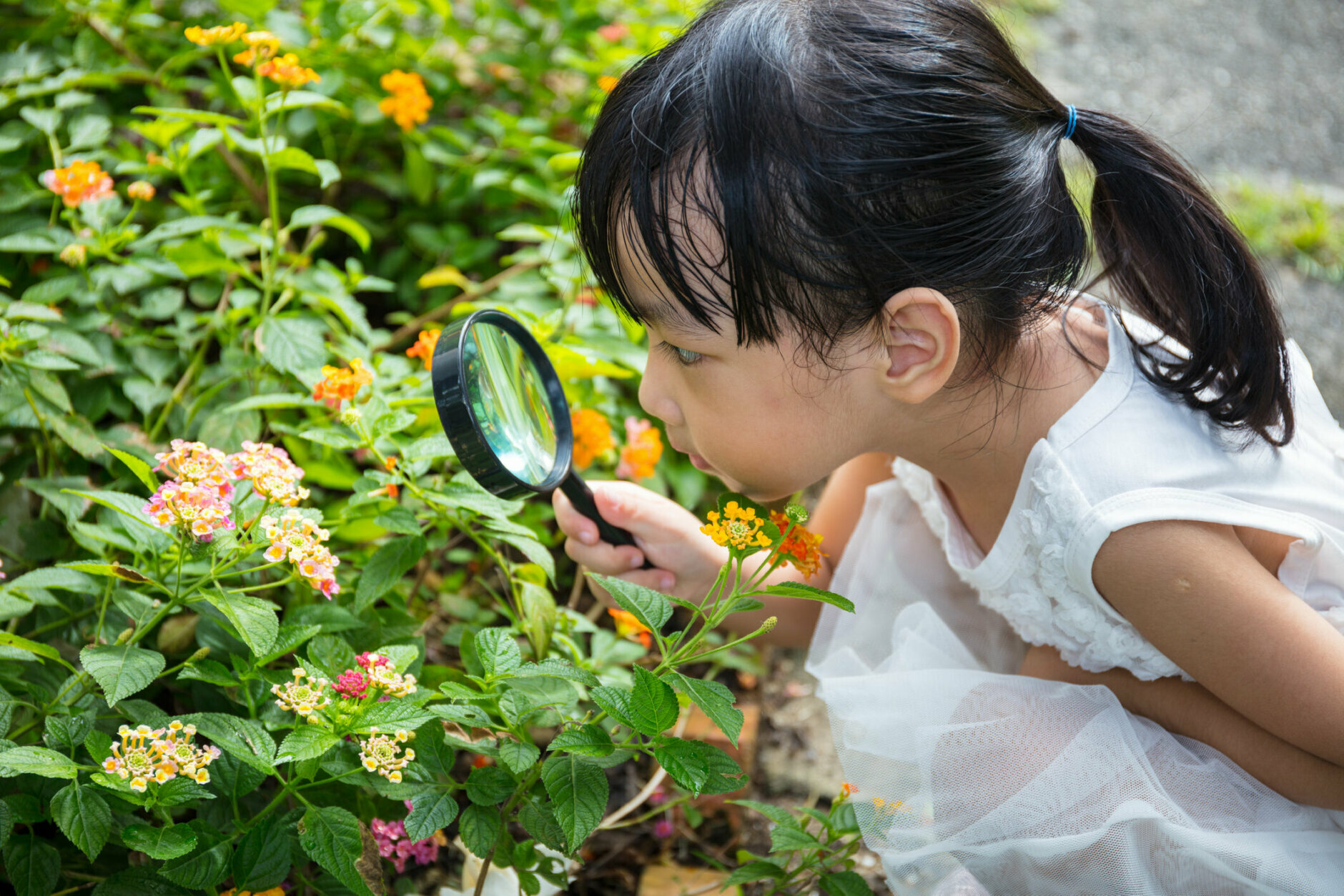 Asian Chinese little girl looking at flower through a magnifying glass in outdoor garden