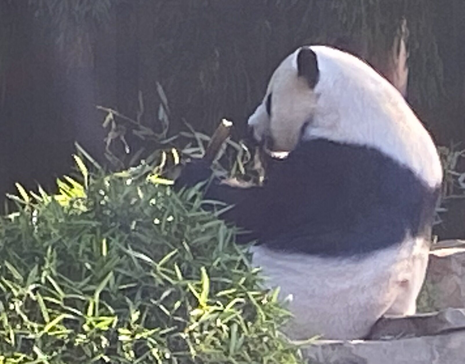 <p>Only about 20 people will be allowed inside the panda house at any given time, zoo officials said. Groups will be staggered in 15-minute increments.</p>
<p>One last-minute rule change involves masks: they are no longer required outdoors for people who have been fully vaccinated.</p>
