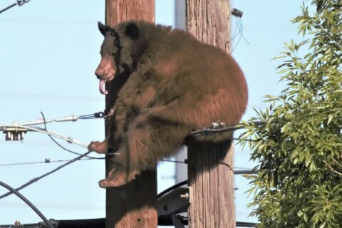 Bear has close call on utility poles in Arizona border city