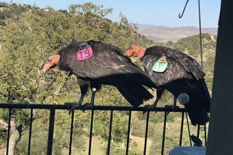 Flock of giant California condors trashes woman’s home