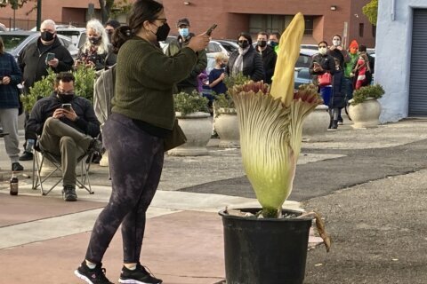 Hundreds in California line up for blooming ‘corpse flower’